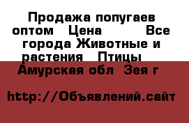 Продажа попугаев оптом › Цена ­ 500 - Все города Животные и растения » Птицы   . Амурская обл.,Зея г.